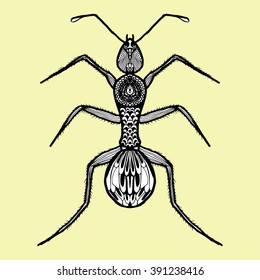 Ant. Ornamental insect. Stylized beetle. Black and white drawing by hand. Line art.