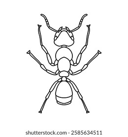 ant outline icon vector illustration isolated on white background