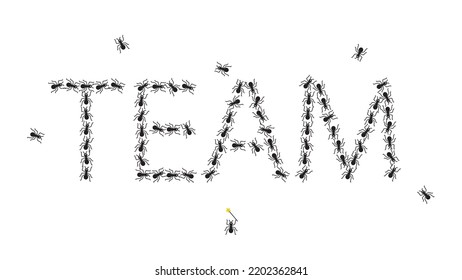 The ant population forms the word "TEAM". Conceptual illustration of Team work. A leader directs or leads his team members. 