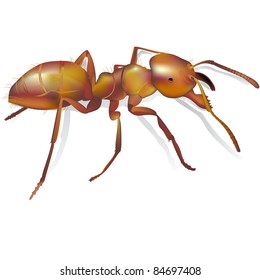 Ant realistic detailed