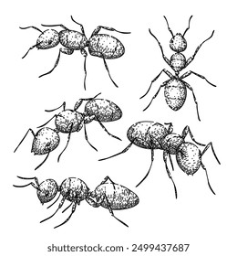 Conjunto de hormigas dibujado a mano. Reina obrera, nido de soldado, boceto de Vector de hormiga insecto forrajeo. ilustración negra aislada