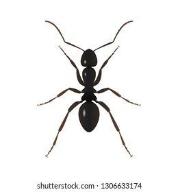 Ant sign. Ant close up isolated on white background. Vector illustration