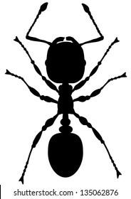 Ant silhouette