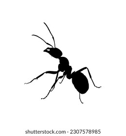 Ant Silhouette for Art Illustration, Logo, Pictogram, Website, or Graphic Design Element. Vector Illustration