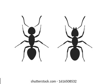 Ant silhouette. Isolated ants on white background