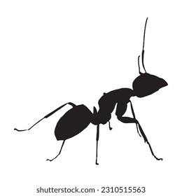 Ant silhouette. Isolated ants on white background