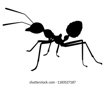 Ant silhouette vector. Insect in black and white concept.