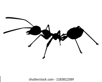 Ant silhouette vector. Insect in black and white concept.