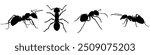 ant silhouette vector set design