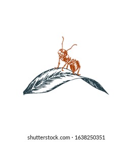 Ant sitting on a leaf, graphic illustration in vector. Hand-drawn insect in engraving style.