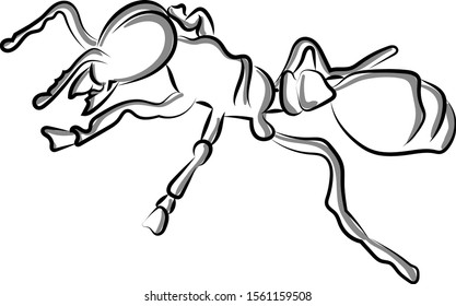 Ant sketch, illustration, vector on white background.