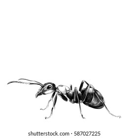 Ant Sketch Vector Graphics