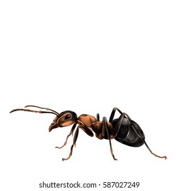 Ant Sketch Vector Graphics Color Picture