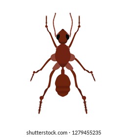 Ant small wildlife brown worker top view vector. Flat forest insect icon