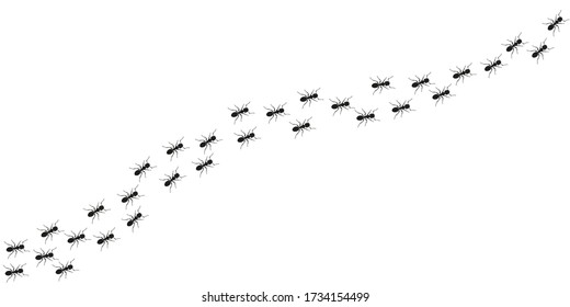 Ant trail background. Walking or marching ants. Vector illustration.