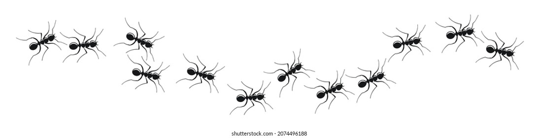 Ant trail colony on white background. Marching ants in search of food. Vector Illustration 10 eps