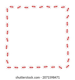 Ant trail square shape. Frame from red ants.