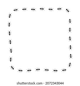 Ant trail square shape. Frame from black ants.