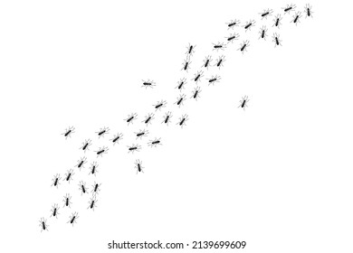 Ant Trail, Walking Group Of Black Insects. Vector Illustration Of Line Of Worker Ants Marching In Search Of Food. Curve Footpath Of Home Pest Isolated On White Background.