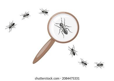Ant under magnifying glass. Insect research. Row of marching ants.