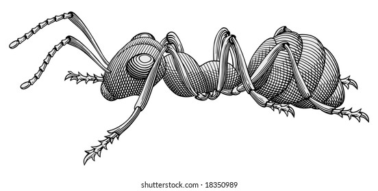 Ant vector