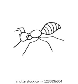 ant vector doodle sketch isolated on white background