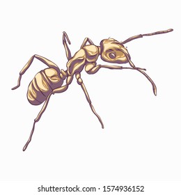 Ant. Vector drawing of an insect hand-drawn.
