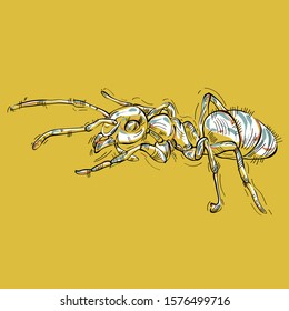 Ant. Vector drawing of an insect hand-drawn.