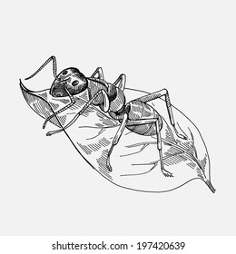 ant, vector hand drawing