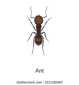 Ant vector icon.Color vector icon isolated on white background ant .
