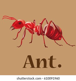Ant vector illustration