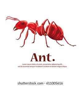 Ant vector illustration