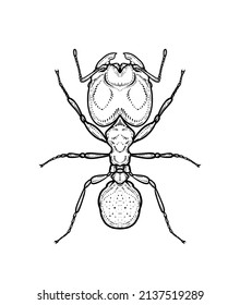 Ant. Vector illustration in graphic style isolated on white background.