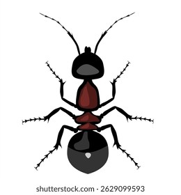 Ant vector illustration. Illustration of insect isolated on a white background. Top view