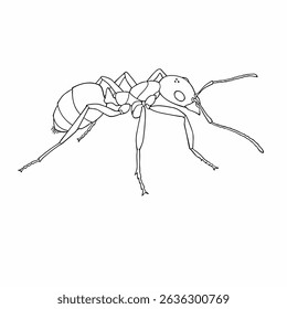 ant vector illustrations. simple draw.