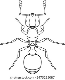 ant, vector outline illustration of an ant