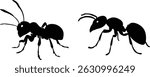 Ant Vector silhouette art, Ant vector icon, black ant, black ant face