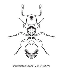 Ant vector sketch 3 isolated on white