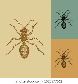 Ant vector. Vintage illustration drawing. Applied in colored backgrounds.
