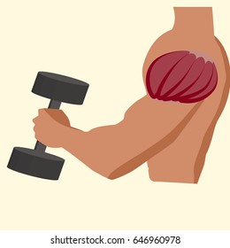 Antagonistic muscle biceps vector illustration gym time