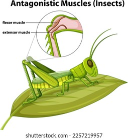 Ilustración vectorial del concepto de músculos antagónicos (insectos)