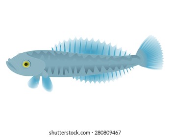Antarctic animal Icefish vector Grey and blue spotted fish cartoon character isolated on white background Northern sea life theme Great for kids illustration, t shirt stamp, animal wildlife design 