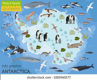 Antarctic, Antarctica,  flora and fauna map, flat elements. Animals, birds and sea life big set. Build your geography infographics collection. Vector illustration