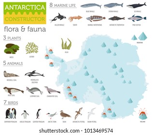 Antarctic, Antarctica,  flora and fauna map, flat elements. Animals, birds and sea life big set. Build your geography infographics collection. Vector illustration