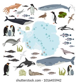 Antarctic, Antarctica,  flora and fauna map, flat elements. Animals, birds and sea life big set. Build your geography infographics collection. Vector illustration