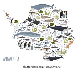 Antarctic, Antarctica,  flora and fauna map, flat elements. Animals, birds and sea life big set. Build your geography infographics collection. Vector illustration