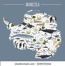 Antarctic, Antarctica,  flora and fauna map, flat elements. Animals, birds and sea life big set. Build your geography infographics collection. Vector illustration