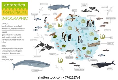 Antarctic, Antarctica,  flora and fauna map, flat elements. Animals, birds and sea life big set. Build your geography infographics collection. Vector illustration