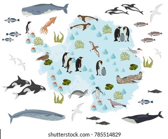 Antarctic, Antarctica,  flora and fauna map, flat elements. Animals, birds and sea life big set. Build your geography infographics collection. Vector illustration