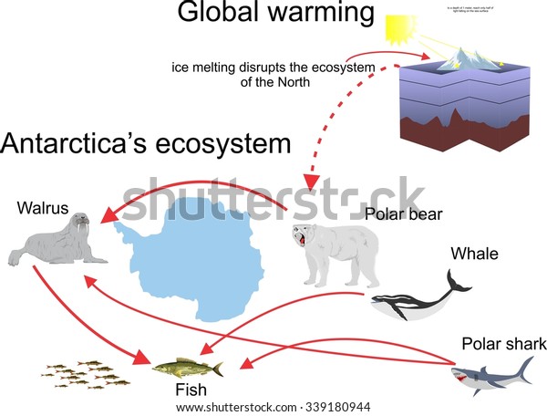 Antarctic Ecosystem Infographic Wildlife Polarbear Walrus Stock Vector ...